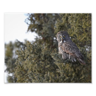 Foto Gran Lechuza Gris Sentada En Un Árbol De Pino