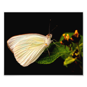 Foto Gran mariposa blanca del sur sobre hojas verdes