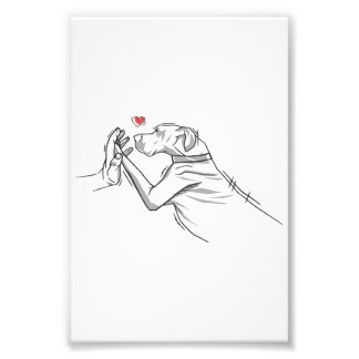 Foto Gran perro danés