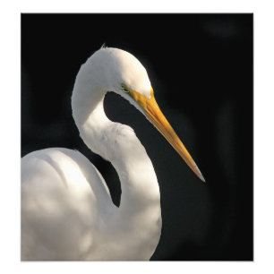 Foto Gran retrato blanco del Egret