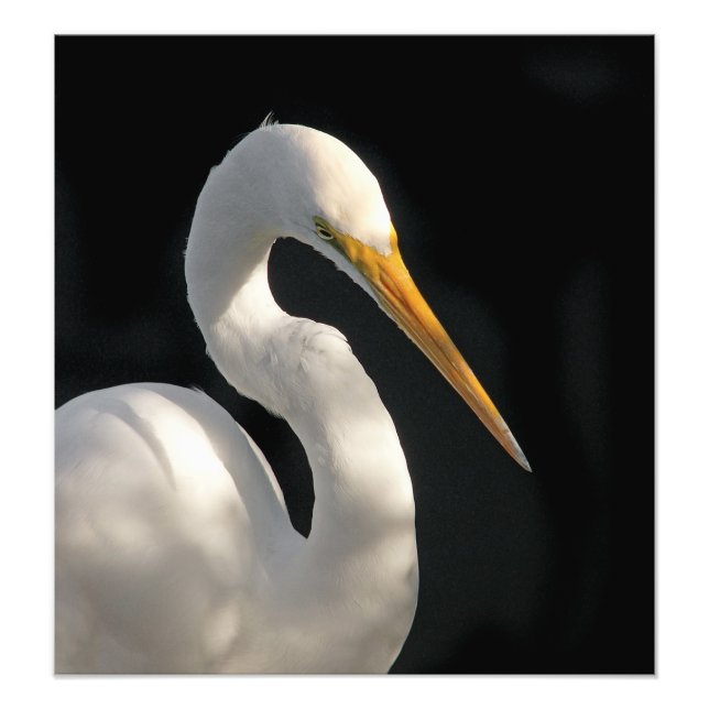 Foto Gran Retrato De Egret Blanco. (Frente)