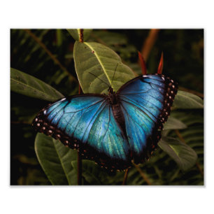 Foto Grande, hermosa mariposa azul