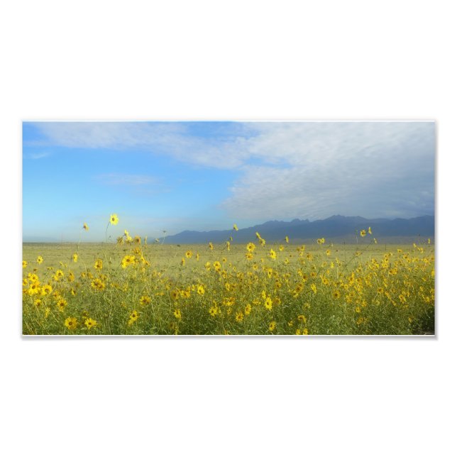 Foto Grandes dunas de arena, Sangre de Cristo, flores (Frente)