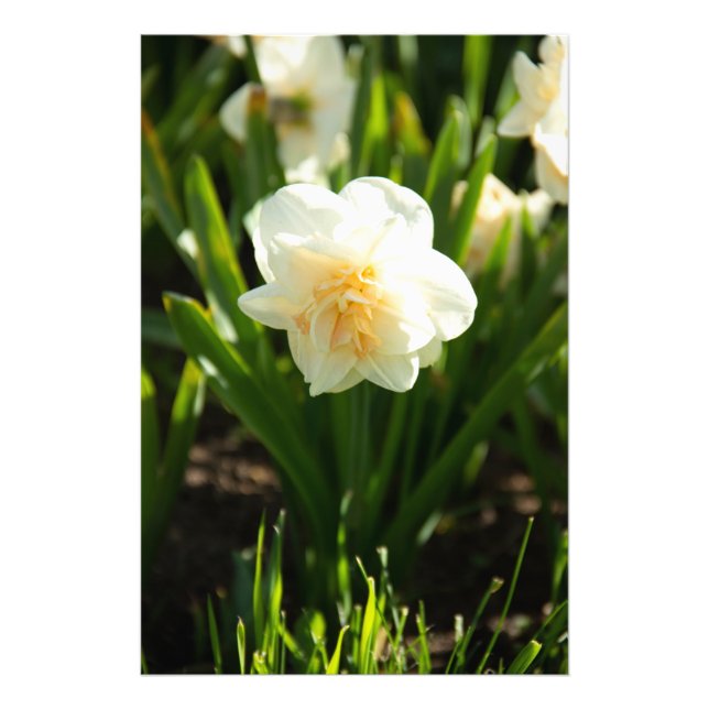 Foto Grandes narcisos blancos en un día de primavera  (Frente)