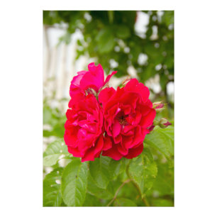 Foto Grandes rosas rojas en el jardín