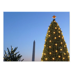 Foto Grandes y pequeños árboles de Navidad en DC