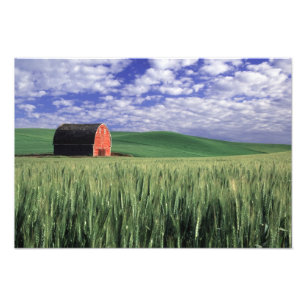 Foto Granero rojo en campo de trigo y cebada en Whitman