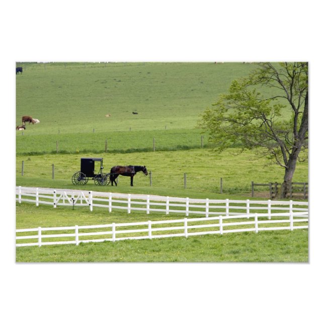 Foto Granja de Amish con caballos y buggys cerca de Ber (Frente)