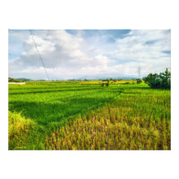Granja de campo de arroz verde