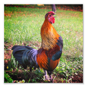 Foto Granja de cultivo de gallos 8x8