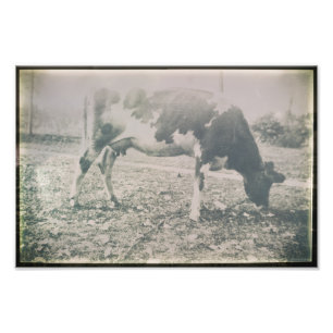 Foto Granja de vacas antiguas de cría de ganado de hier