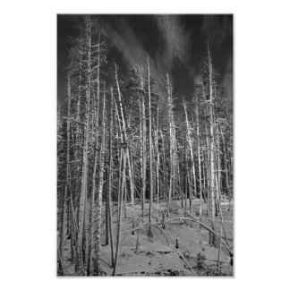 Foto Granos de invierno en Yellowstone