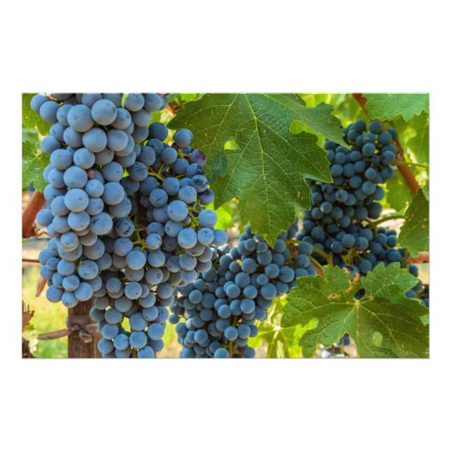 Foto Grapevines (Frente)