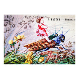 Foto Grasshoppers para niños