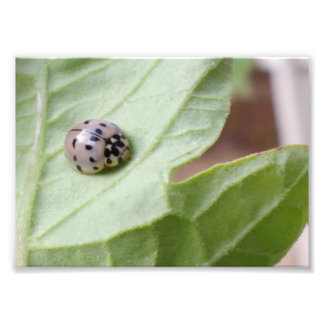 Foto Gray Ladybug