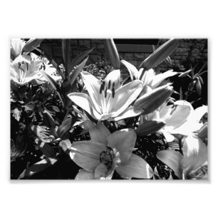 Foto Gray Lilies