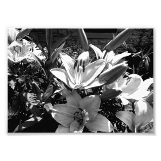 Foto Gray Lilies