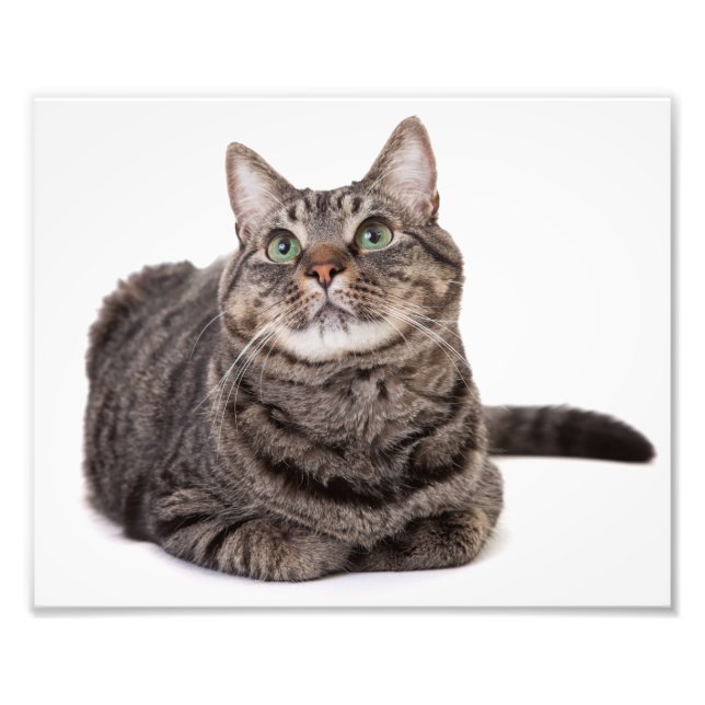 Foto Gray Tabby Cat (Frente)