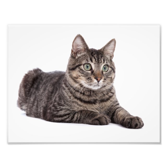 Foto Gray Tabby Cat (Frente)