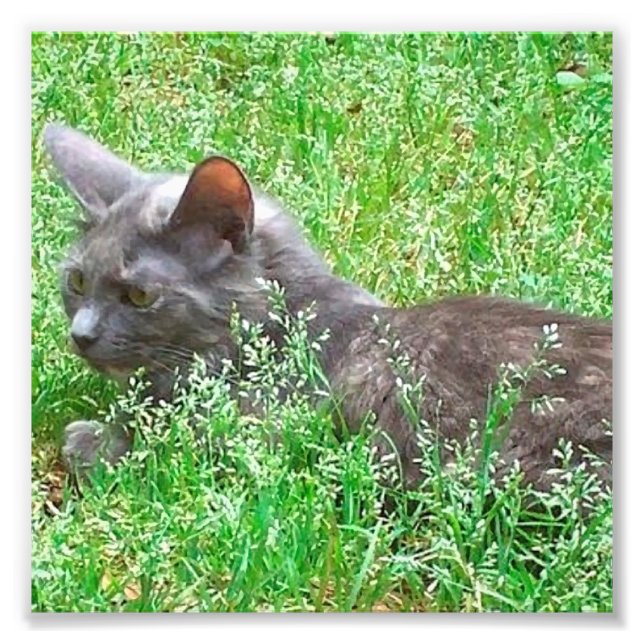 Foto Gray Tortie Cat (Frente)