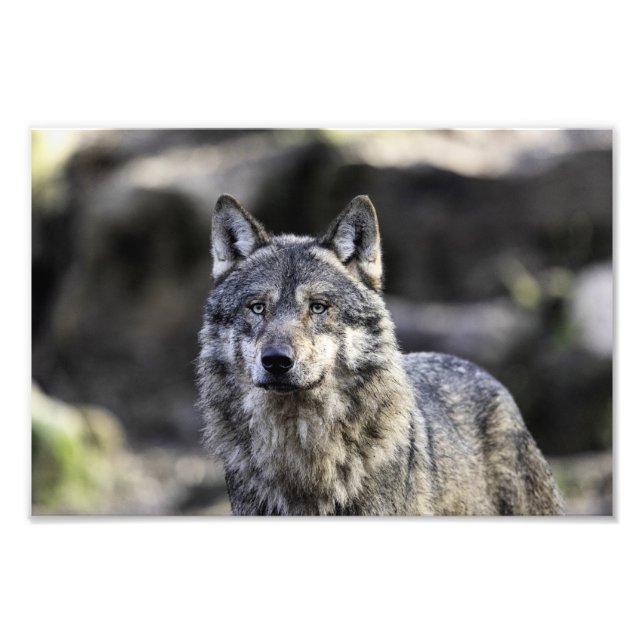 Foto Gray Wolf (Frente)