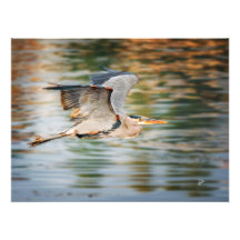 Great Blue Heron Over Lake Wildlife Print
