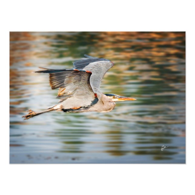 Foto Great Blue Heron Over Lake Wildlife Print (Frente)