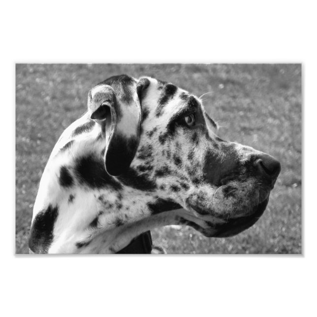 FOTO GREAT DANE (Frente)