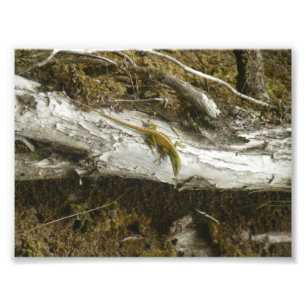 Foto Green Anole BIG ISLAND HAWAII