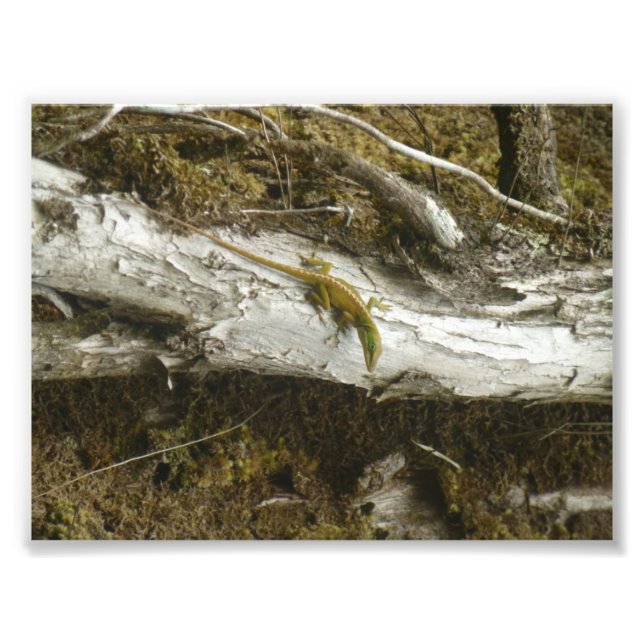 Foto Green Anole BIG ISLAND HAWAII (Frente)