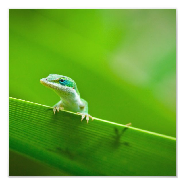 Foto Green Anole Lizard Encuentra fotografía de arte (Frente)