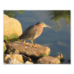 Foto Green Heron