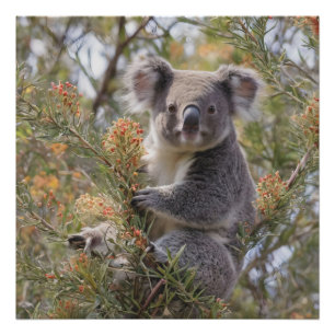 Foto Grevillea Koala Bear,
