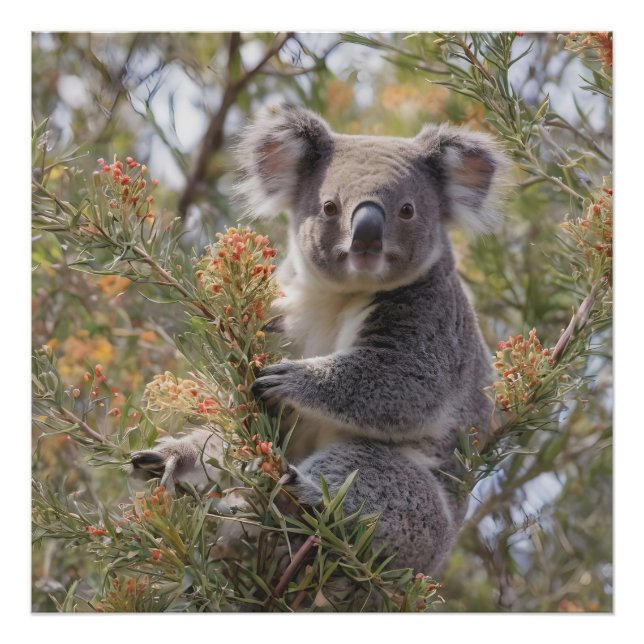 Foto Grevillea Koala Bear, (Frente)