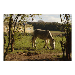 Foto Gris en la granja de Tarvit
