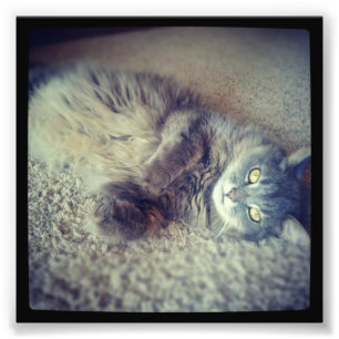 Foto Gris gato-Instagram de Shirley Taylor