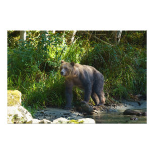 Foto Grizzly Salvaje En La Entrada De Bute