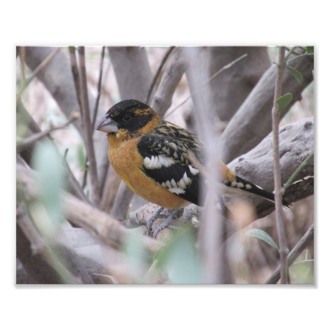 Foto Grosbeak de cabeza negra (Frente)