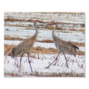 Foto Grúa arenosa en imagen fotográfica de nieve