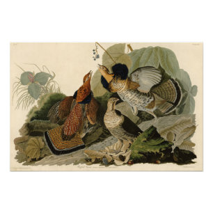 Foto Grueso espumoso - de los pájaros de los Estados Un