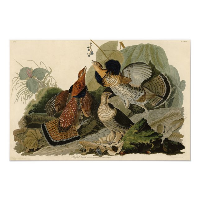 Foto Grueso espumoso - de los pájaros de los Estados Un (Frente)