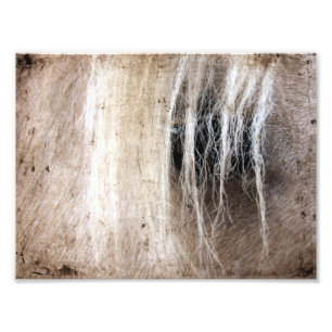 Foto Grunge del Palomino