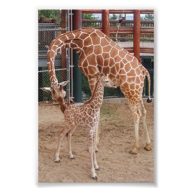 Foto Grupo 4X6 Imprimir #8 (Frente)