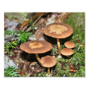 Foto Grupo de Hongos Marrones Silvestres 8x10