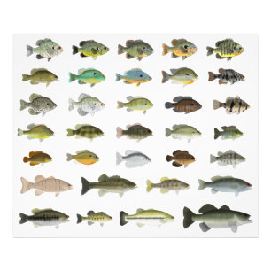 Foto Grupo Sunfish de América del Norte