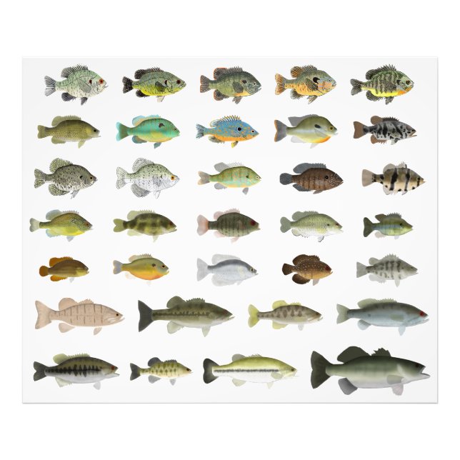 Foto Grupo Sunfish de Norteamérica (Frente)