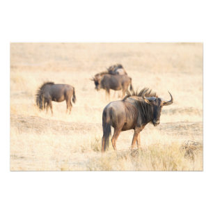 Foto Grupo Wildebeest