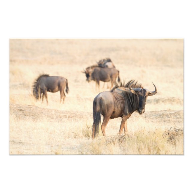 Foto Grupo Wildebeest (Frente)