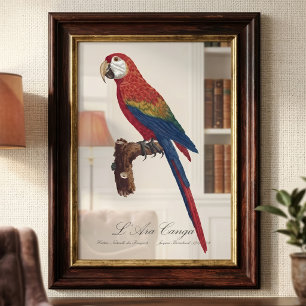 Foto Guacamayo Escarlata o Guacamayo Macao, Ara macao