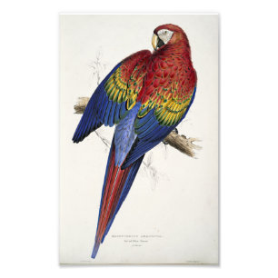 Foto Guacamayo rojo y amarillo Ilustración de Edward Le